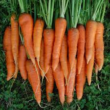 Companion Plants for Carrots | HGTV