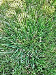 Tall fescue is slowly becoming a more weed competition from annual grass such as crabgrass, is also increased in the spring. Is Crabgrass Taking Over Your Lawn Crabgrass Vs Fescue