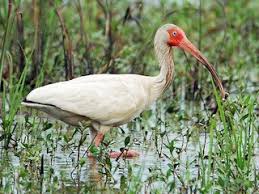 Image result for Ibis White 2017 Q1