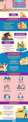How To Tell If Your Dog Is Pregnant Without A Dog Pregnancy Test