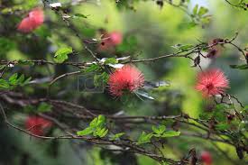 Image result for Combretaceae