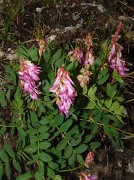 Image result for Indigastrum parviflorum