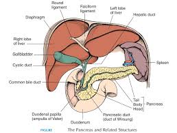 Gallbladder Structure And Function Of Digestive System