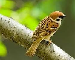 25:01 nintendo hall 17 537 просмотров. éº»é›€ æœç‹—ç™¾ç§'