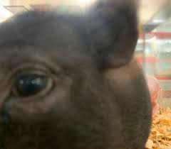 S S Exotic Animals Where Pets Come In All Shapes And Sizes East Aldine Management District