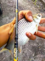 Askm wbt kali ini saya,aboh zahari dan incik rusydi menjala & memukat ikan lagi di port yang sama.seperti ikannya x pernah habis😅 walaupun di sini hujan tu. Resepi Umpan Ikan Lampam Www Resepiku Buzz