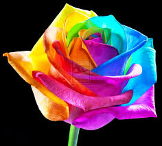 Check out inspiring examples of rainbow_flower artwork on deviantart, and get inspired by our community of talented artists. Perfection By Rainbowedroses Deviantart Com Rainbow Roses Flowers Photography Wallpaper Beautiful Rose Flowers
