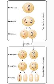 For simplicity, assume that this cell has four chromosomes. Prophase Ii Biology Dictionary