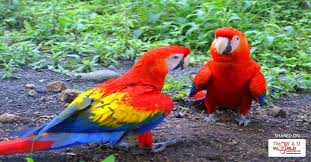 Top 10 Most Beautiful Animals in the World | Blog | LIfe | WAU