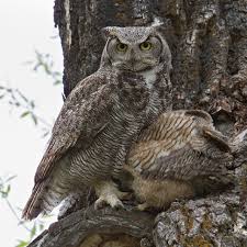 Image result for Bubo