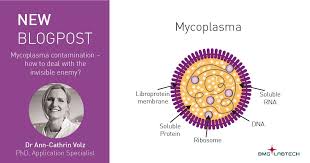 Image result for Mycoplasma