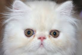 Longhaired cat breeds have beautiful, luscious coats, but they often require more frequent grooming. Karahaven Katz Chinchilla Munchkin Persian Maine Coon Cat Breeder Townsville Qld