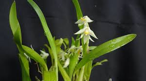 Image result for Polystachya