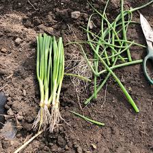 タマネギを追加定植 今回は根切り 葉切り植えで ちょろ松の家庭菜園奮闘記 楽天ブログ