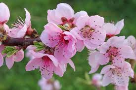 Image result for Prunus persica