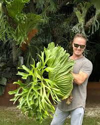 Image result for Artabotrys stolzii