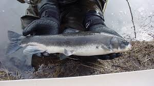 Image result for Leiothylax drummondii