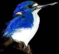 Kingfisher In The Daintree Rainforest Of Australia Ijsvogel