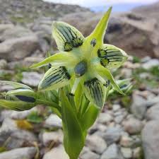 Image result for Swertia