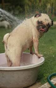 Exceptional Funny Pugs Detail Is Available On Our Web Pages Have A Look And You Will Not Be Sorry You Did Pugs Funny Pugs Cute Pugs