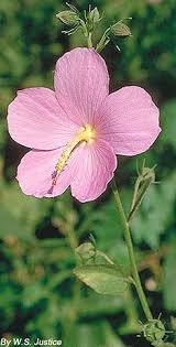 Image result for Kosteletzkya