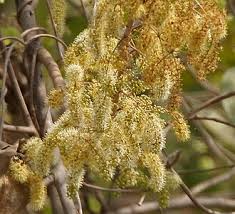 Image result for Combretum pisoniiflorum