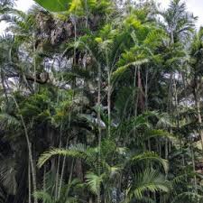 Image result for Erythrina madagascariensis