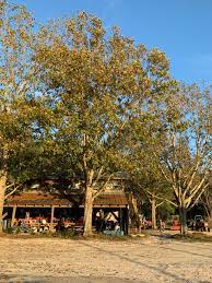 Shumard Oak Chestnut Hill Nursery