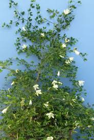 Image result for Bauhinia tomentosa