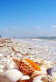 Google Sanibel Island Shell Beach Sea Shells