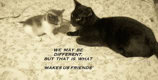 It is harder to become a friend to a cat than it is to a dog because you must adapt to the cat to gain its trust, whereas the dog. Friendship Day Quotes With Cats Quotesgram