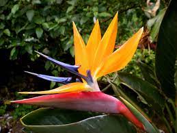 Pin By Kathryn Letson On Flowers Birds Of Paradise Flower Tat Flower Bird