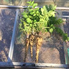 You can skip straight to roasting, but parboiling the. Pastinaca Sativa White Gem Parsnip White Gem In Gardentags Plant Encyclopedia