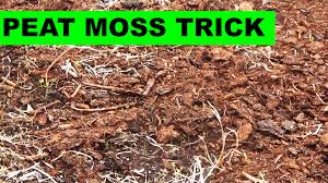 Image result for peat moss
