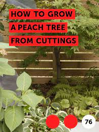 Oak trees can be some of the most beautiful trees in the neighborhood with their huge canopies and shorten large branches by cutting them back to a lateral branch or bud. Learn How To Grow A Peach Tree From Cuttings How To Guides Tips And Tricks Peach Trees Flowering Trees Plants