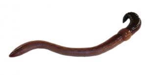 The worms excrete castings that provide nutrients for your garden. Canadian Nightcrawlers Lumbricus Terrestris Wurmwelten De