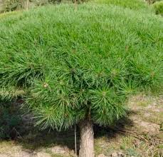 Image result for Hunteria densiflora