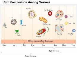 Animal and plant cells size comparison. Related Image Powerpoint Power Point Template Powerpoint Presentation