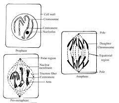 Check spelling or type a new query. Study Of The Stages Of Mitosis From Permanent Slides