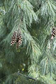 Browse 202 weeping pine tree stock photos and images available, or search for pine trees to find more great stock photos and pictures. Weeping White Pine Tree Photos Free Royalty Free Stock Photos From Dreamstime