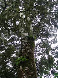 Image result for Deinbollia sp. A