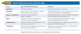 Pin By Donielle Miller On Bchm 2024 Concepts Of Biochemistry Biochemistry Enzymes Enzymes Activity