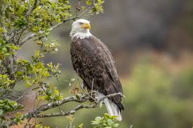 According to the philadelphia zoo, the oldest bald eagle known lived to be 47 years old. Nesting Bald Eagles A Rare Sight In San Diego The San Diego Union Tribune