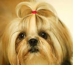 Yoy 3 4 Pet Dog Stretchy Rubber Bands 600 Box Puppy Elastics Ties Pony Tail Holders Hair Accessories For Doggy Braided Ponytail Knot Ponytail Hair Accessories