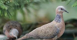 Persilangan Puter Pelung Dan Derkuku Untuk Meningkatkan Kualitas Anakan Ternak Puter Pelung Di Solo Puter Pelung Indonesia