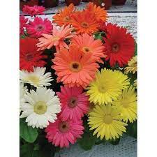 30 Gerbera Daisy Mega Revolution Select Mix Live Plants Plugs Home Garden 121 Gerberadaisy Gerbera Daisy Care Flower Seeds Gerbera Jamesonii