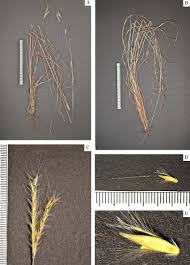 Image result for Elionurus tripsacoides