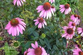 Perennials are a great addition to the landscape for a variety of reasons. Flowers That Attract Bees For The Best Pollinator Garden
