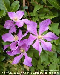 Check spelling or type a new query. Clematis Innocent Blush Havlis Cz
