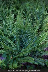 Image result for Polystichum
